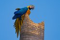 148 Zuid Pantanal, blauwgele ara